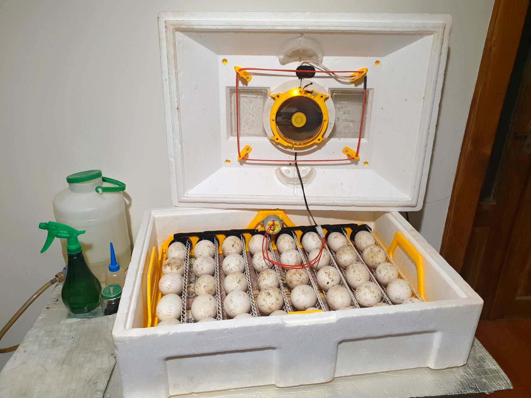 Chlazení husích  vajec v inkubátoru.